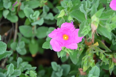 Garden massif summer flowers