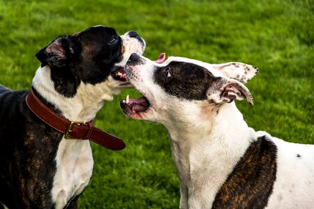 Stafford boxer black and white