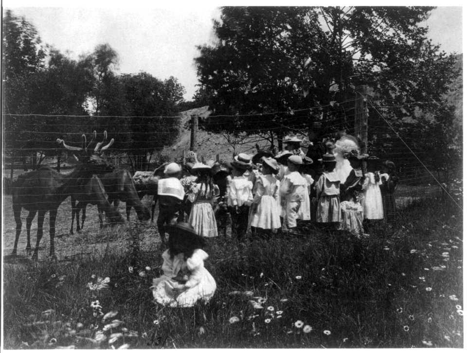 Washington, D.C. public schools - 6th Division class at zoo watching reindeer LCCN2001697365