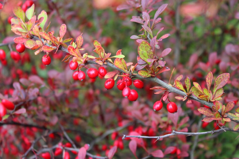 Ornamental shrub red fruits hedge