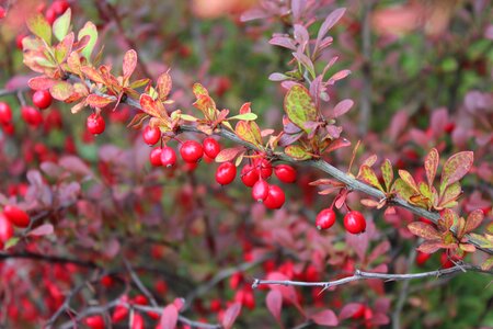 Ornamental shrub red fruits hedge photo