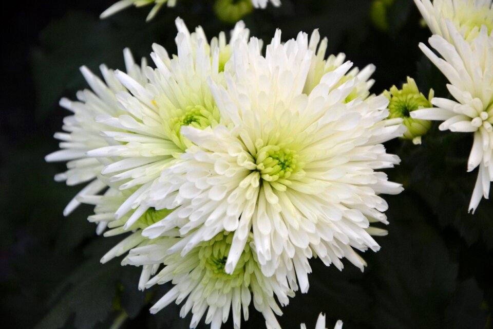 White petals blooming events