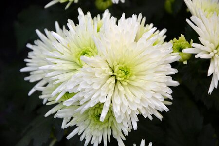 White petals blooming events