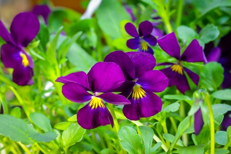 Viola cornuta flower nature photo