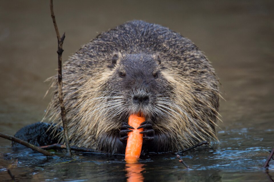 Mammal animal waters