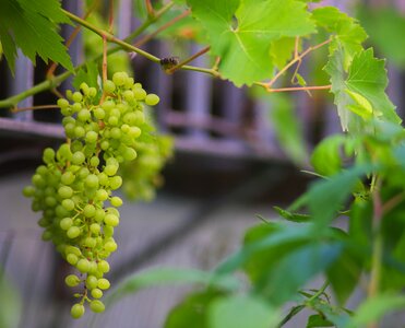 Grapes green grapes green