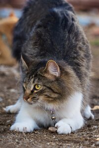 Animal nature looking