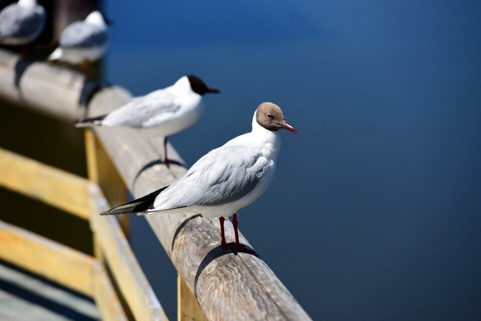 Gull palestinian sound brook rest