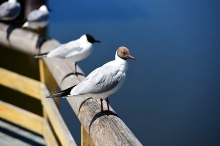 Gull palestinian sound brook rest