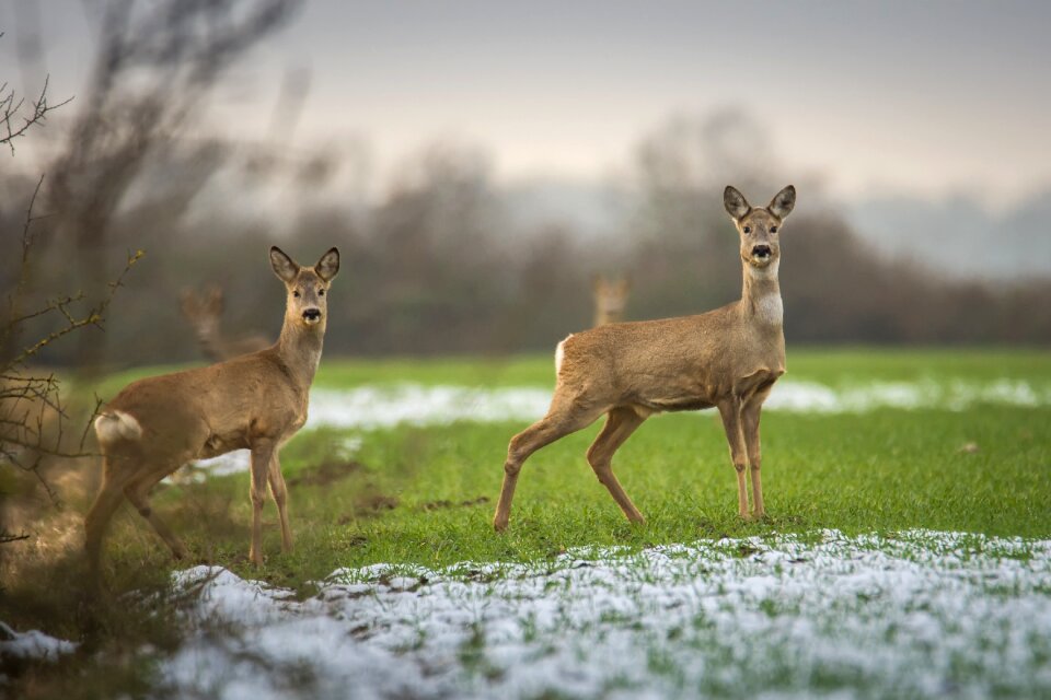 Animal world winter animal