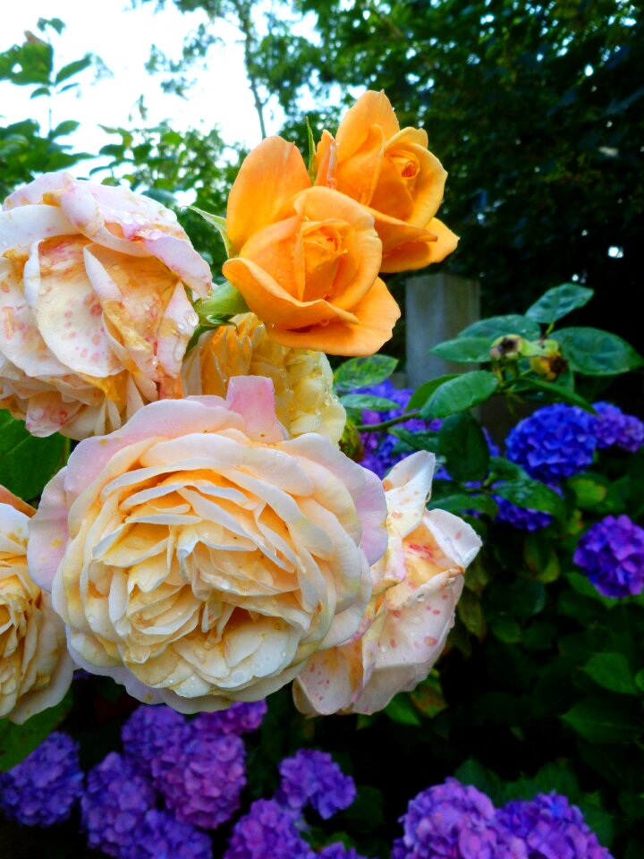 Blossom bloom nature