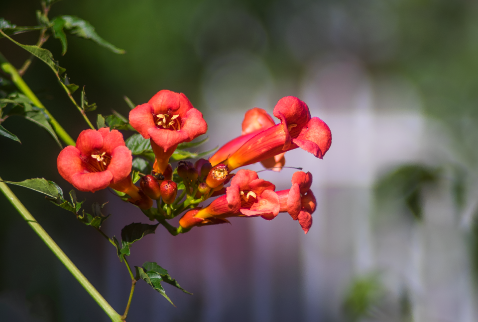 Flower plant full bloom