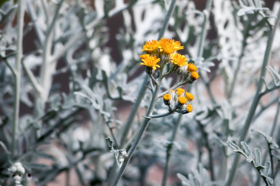 Yellow macro garden