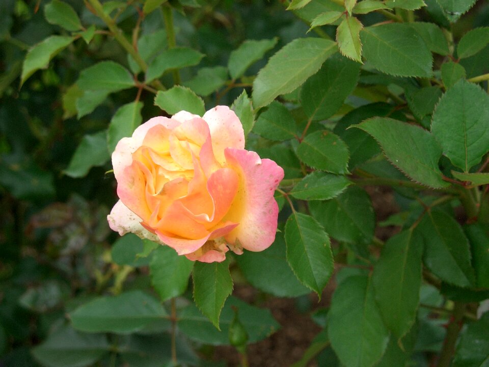 Rose garden summer