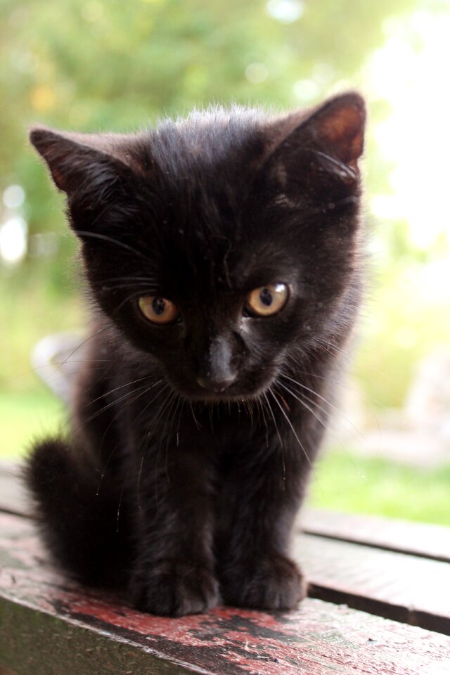 Fur sitting cat cat staring photo