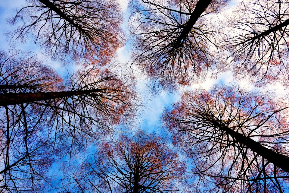Bare trees deciduous trees silhouette