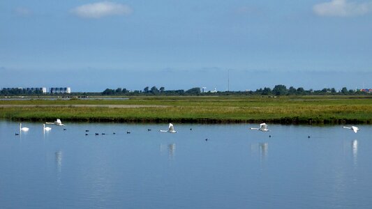 Water birds gracefully nature reserve