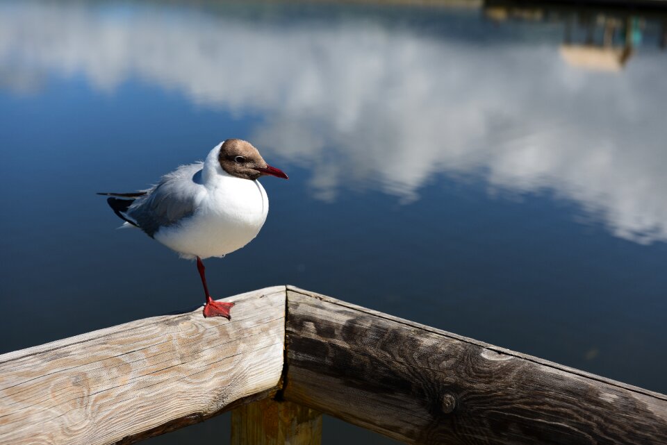Gull palestinian sound brook alone