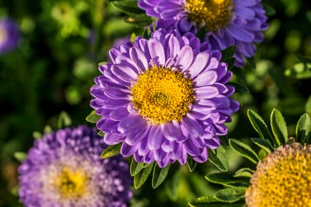 Floral garden leaf
