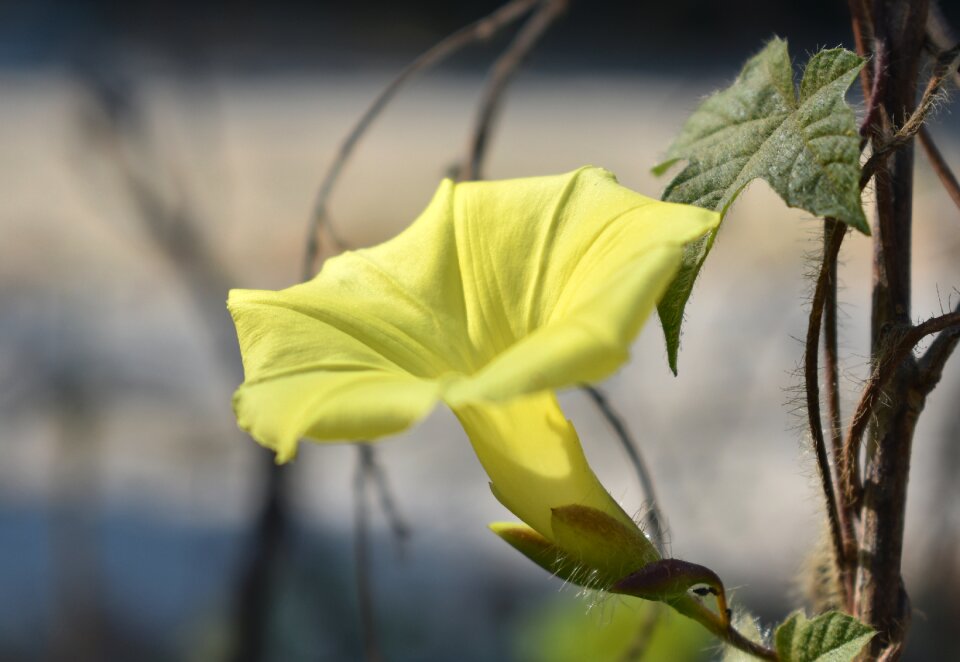 Floral summer blossom