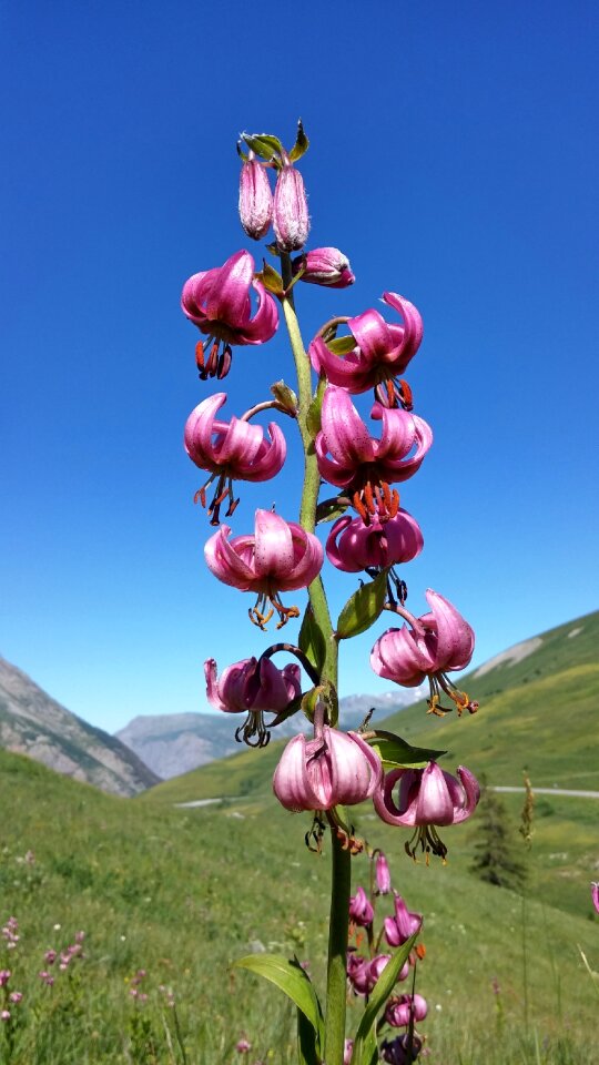 Nature protected flower alps