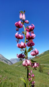 Nature protected flower alps