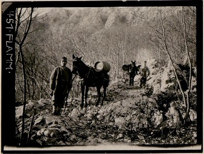 Wasser wird mittels Tragtieren auf den Monte Sabotino befördert (BildID 15732670)