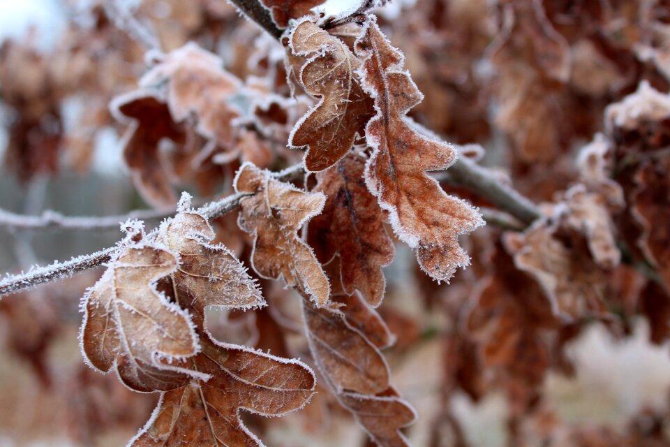 Winter season tree