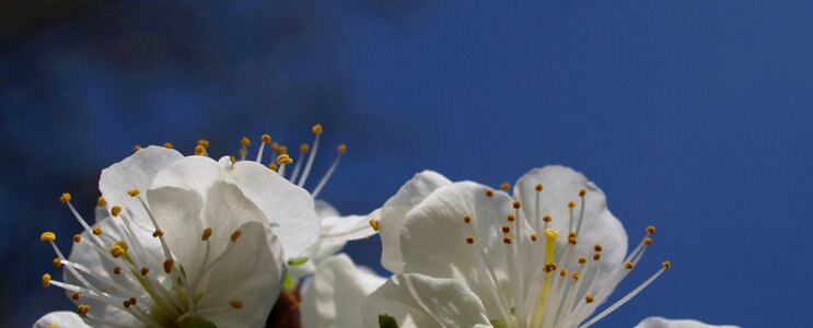Summer desktop closeup