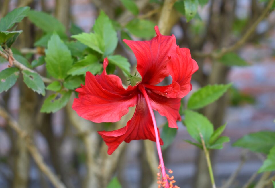 Floral nature garden