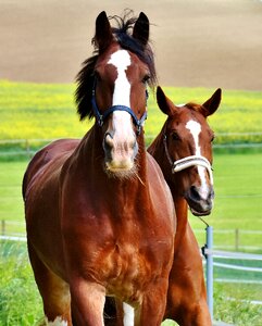 Stallion eat paddock