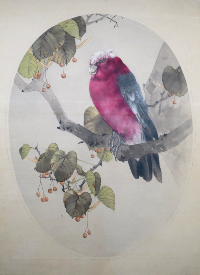 Galah on Japanese Linden by Watanabe Seitei