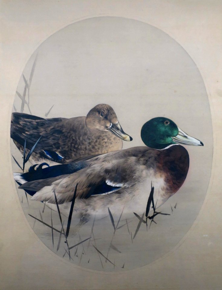 Mallard Ducks with Reeds by Watanabe Seitei