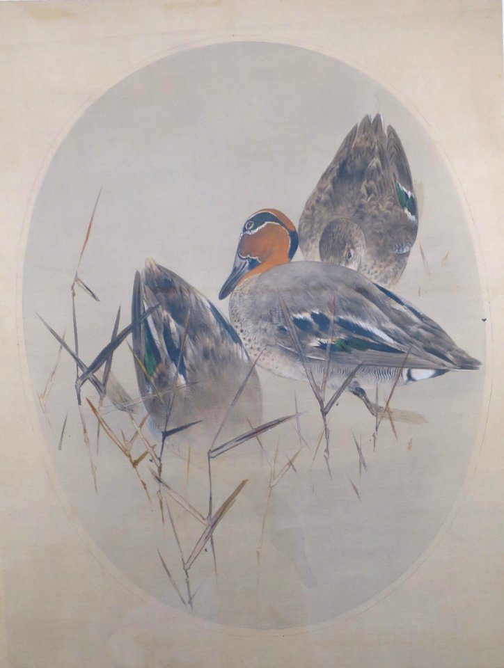 Teals with Reeds by Watanabe Seitei 