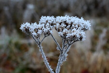 Plant at the court of season photo