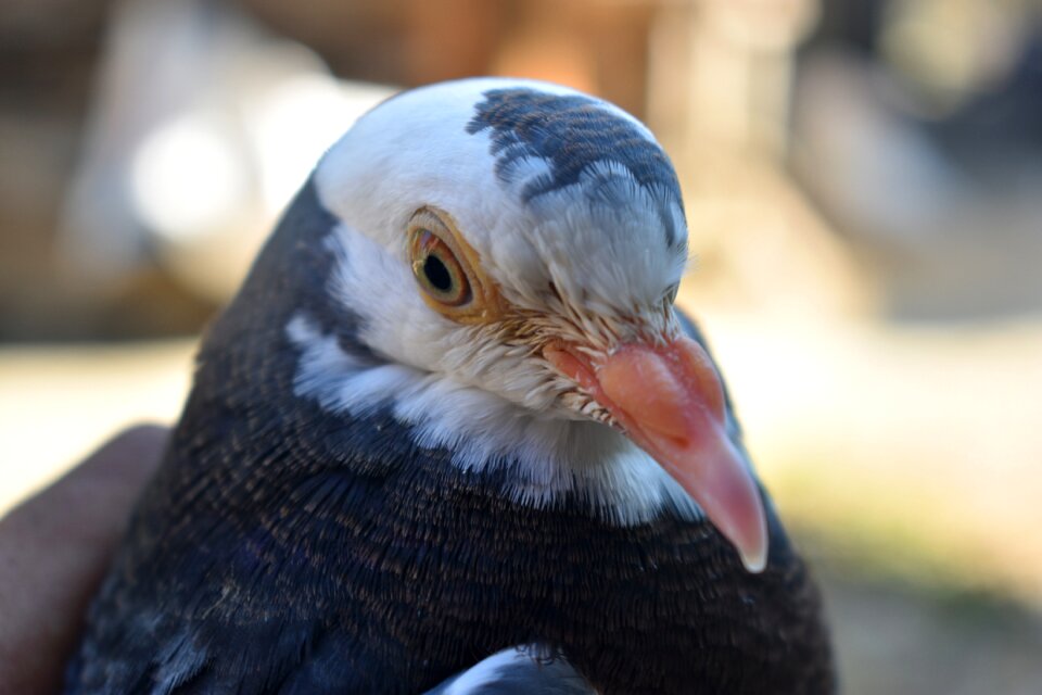 Fly wing fauna