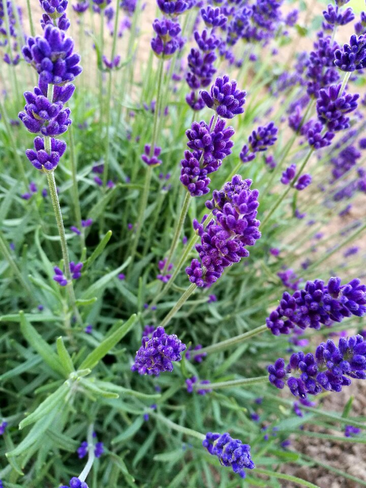 Purple details botanical