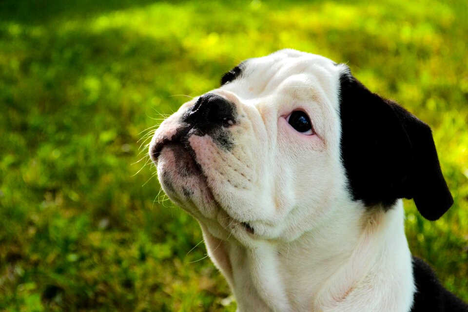 Funny purebred young