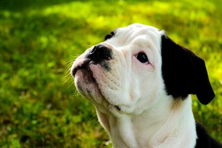 Funny purebred young