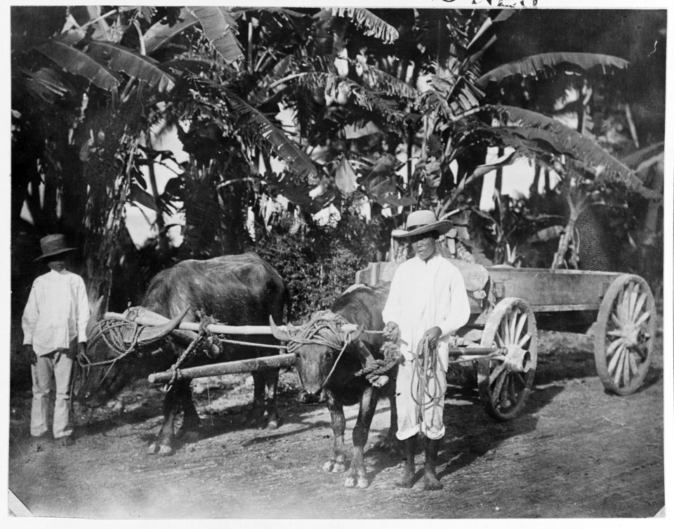 Water buffaloes and cart on the road from Piti to Agana (circa 1900)