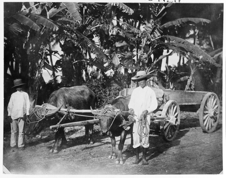 Water buffaloes and cart on the road from Piti to Agana (circa 1900)