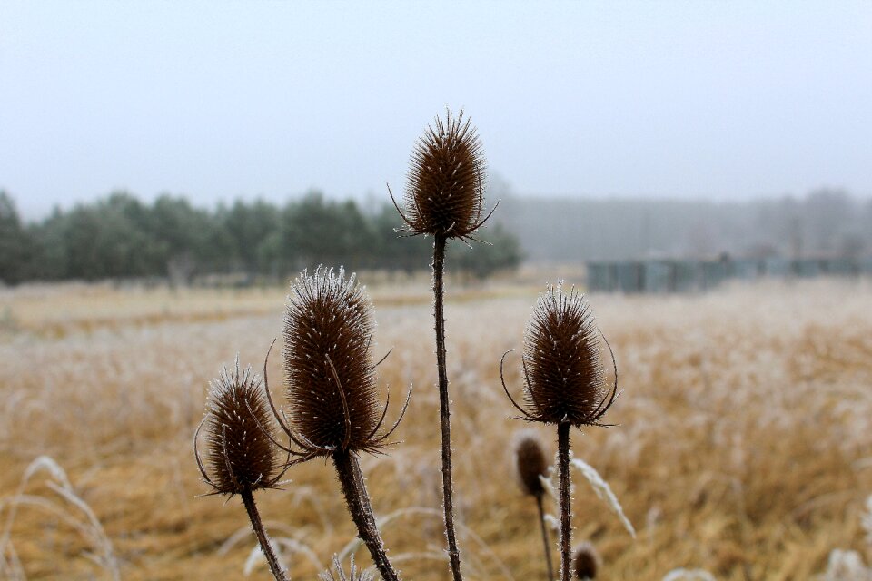 No one landscape plant
