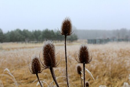 No one landscape plant
