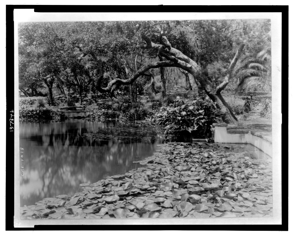Water lilies, calla lilies, and California live oaks growing along the edge of a pond at the residence of Miss Lolita Armour, Santa Barbara, California LCCN2008678823