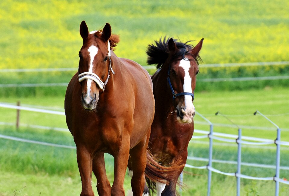 Stallion eat paddock