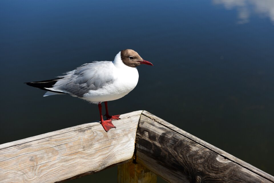 Gull palestinian sound brook lonely