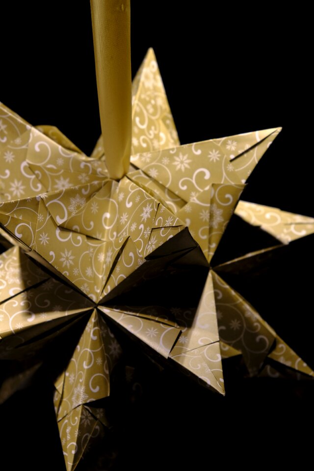 Star wehinacht star poinsettia