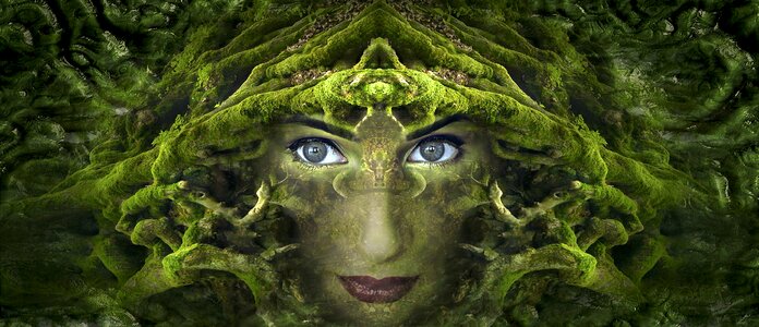 Moss forest symmetrical photo
