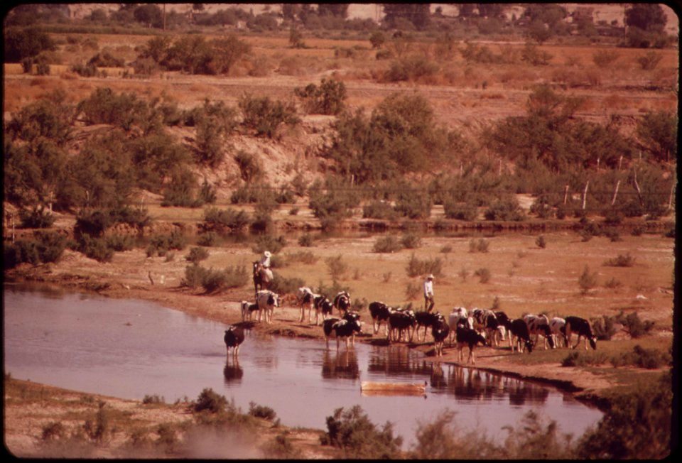 Watering-cattle-in-the-colorado-river-at-san-luis-mexico-may-1972 7006584924 o