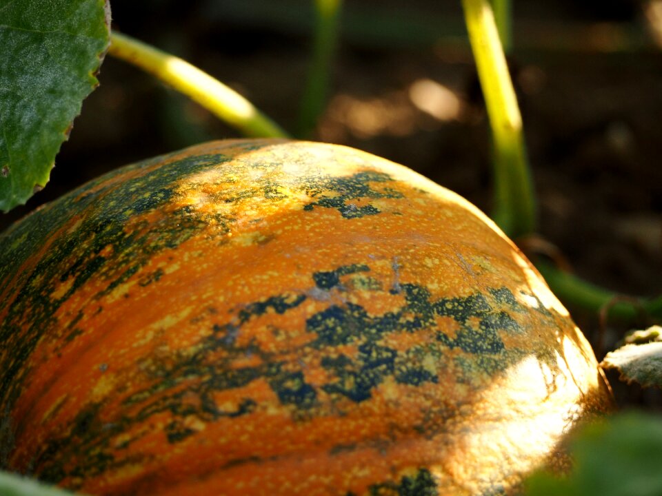 Squash pumpkins vegetables
